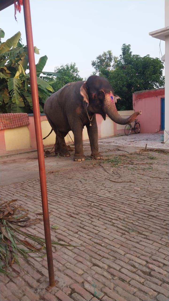 खोई हुई हथिनी बरामद,मामला में नया मोड़
