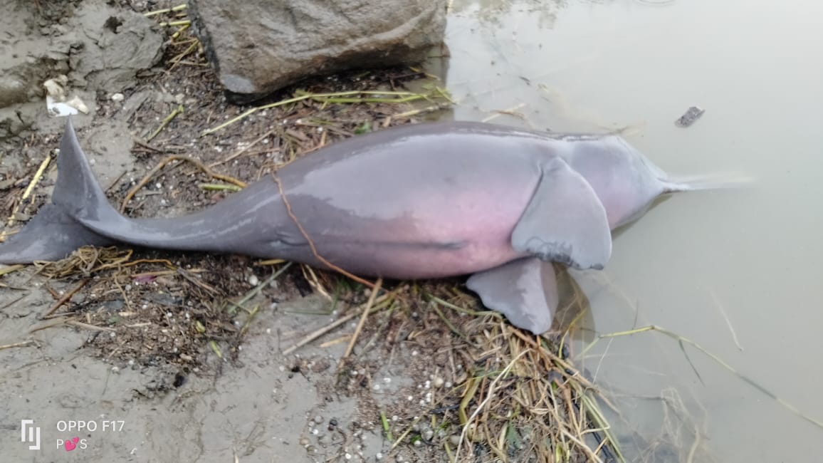 गंगा किनारे मृत डॉल्फ़िन बरामद, वन विभाग ने लिया कब्ज़े में